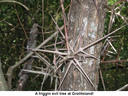 EvilTree.jpg